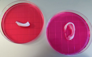 Ears, ready for transplant. IMAGE: Wake Forest Institute for Regenerative Medicine